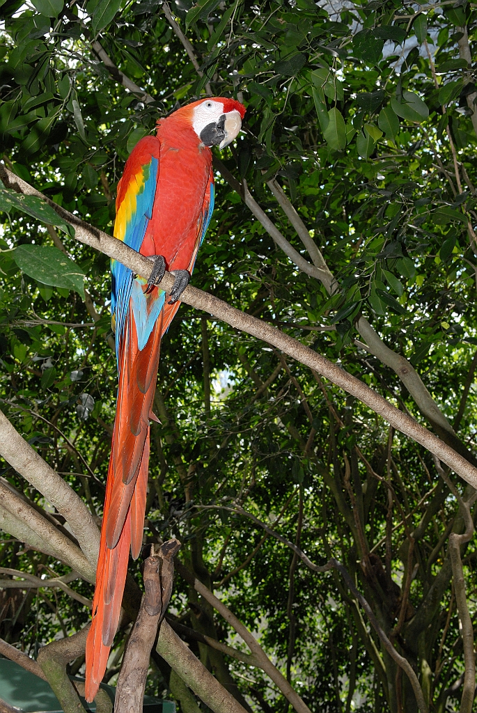 0707 Birdworld Kuranda.jpg